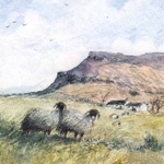 Penyghent Sheep