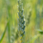 Farro (Spelt) (Triticum turgidum) a primitive wheat