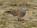 Turtle Dove looks skywards, Otmoor RSPB