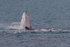 HB Calf Breach 9. 0A3A7844