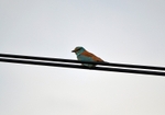 Roller