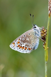 Common Blue