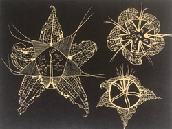 Mesembryanthemum Seed Pods
