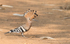 Common Hoopoe