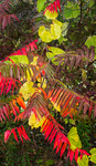 GRAPEVINE & SUMAC, OCTOBER, 2016 - NORFOLK COUNTY