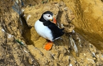 Puffin