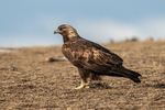 Golden Eagle 1901-18372
