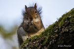 The Hungry Squirrel!