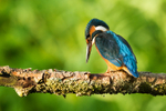 Kingfisher