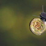 Water Snail