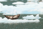Harbour Seal (female) on ice, Surprise Inlet, Alaska