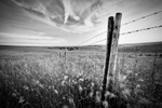 Along the Fence