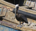 Pelican