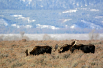 Thats a lot of Bull