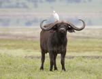 Cape Buffalo with Cattle Egret