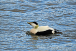Eider