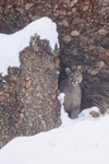 Puma Petaca in gap between rocks in snow, Torres del Paine, Chile
