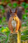 z4363 Red Squirrel, Shanklin