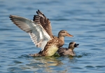Gadwall