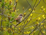 Common Whitethroat
