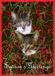 Examples of Papillonpourri Christmas Cards portfolio