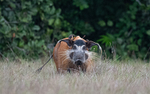 Red river hog