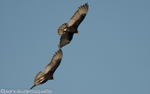Greater yellow headed vultures
