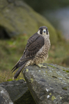 PEREGRINE FALCON 10