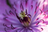 Clematis - DSC_4960_00036