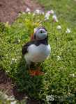 Puffin on Skomer Island