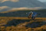 Sandhill Crane flying late afternoon, Bosque del Apache, New Mexico