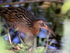 King Rail approaches dead fish, Viera Wetlands, Florida