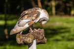 Buzz the Barn Owl