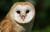 Barn Owl