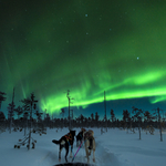 Aurora Dog Sledding