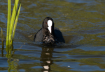 Coot