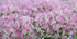 6th Sept Sedum Flowers