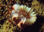Megatrema anglicum