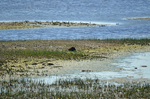 Beaver