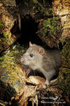 Brown Rat  040315 21
