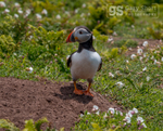 Puffin on Skomer Island