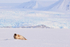 Ringed Seal resting, Svalbard, Norway