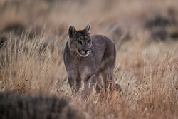 Puma Petacha in yellow grass, Torres del Paine, Chile