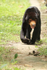 Sun Bear walking on trail, Cambodia
