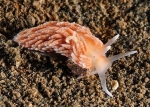Aeolidiella cf. glauca (TBC)