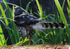 Coopers Hawk