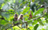 Young mandrills