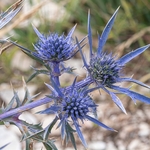 Amethyst sea holly, (Eryngium amethystinum) or  the amethyst eryngo,Italian eryngo