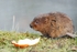 Water Vole