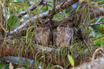 Tropical Screech-Owl portfolio